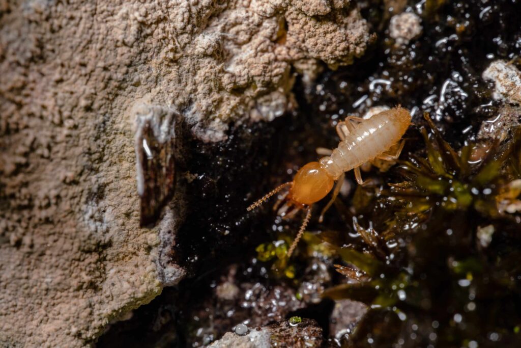 How Termite Inspections in Sydney Protect Your Property