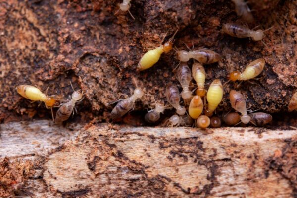 How Termite Inspections in Sydney Protect Your Property