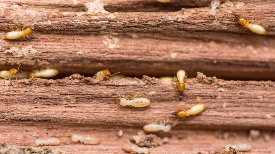 Affordable Termite Pest Control Services in Sydney