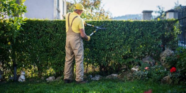 what to do with hedge trimmings